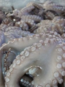 Tintenfisch: Bereits auch in der Adria zu finden (Foto: pixelio.de, Roman Weiss)