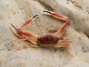 Trapezkrabbe: Sie ist nun auch in der Nordsee zuhause (Foto: Hans Hillewaert)