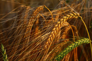Gerste: gekochte Körner besonders gesund (Foto: pixelio.de, Wolfgang Dirscherl)