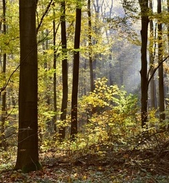 Ökosystem Wald: Asynchronie sehr relevant (Foto: pixelio.de, Andreas Hermsdorf)