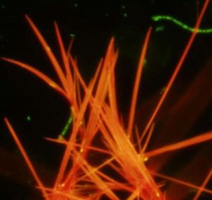 Synthetische Kristalle: steigern Ausstoß von Methan (Foto: unsw.edu.au)