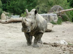Breitmaulnashorn: Haltung gilt als einfach (Foto: vetmeduni.ac.at, Chris Walzer)