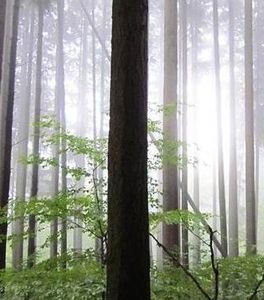 Wald: Bäume twittern, wie es ihnen so geht (Foto: streess-cost.eu)