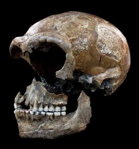 Schädel eines Neandertaler: Dieser aß auch Pflanzen (Foto: Hervé Bocherens)