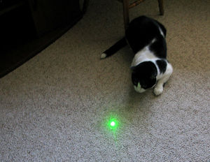 Katze: findet Laser lustiger als Theaterbesucher (Foto: flickr.com/frankieleon)