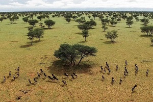Gnus in Namibia: Die gilt es zu erkennen (Foto: Friedrich Fedor Reinhard) Gnus in Namibia: Die gilt es zu erkennen (Foto: Friedrich Fedor Reinhard)