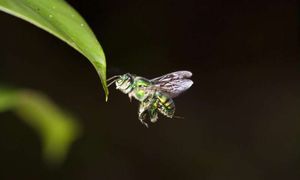 Orchideenbiene: Vorbild für Drohnen der Zukunft (Foto: lunduniversity.lu.se)