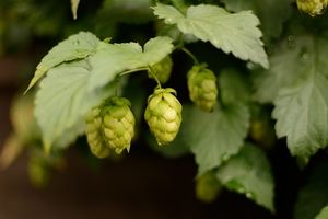 Hopfen: Bestandteil vielleicht Wundermittel (Foto: pixelio.de, Christoph Aron)