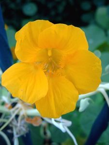 Brunnenkresse: schützt Raucher vor Krebs (Foto: pixelio.de, kaemte) Brunnenkresse: schützt Raucher vor Krebs (Foto: pixelio.de, kaemte)