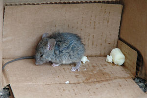 Maus: Ein ungemütliches Nest stresst (Foto: flickr.com/Chika Watanabe)