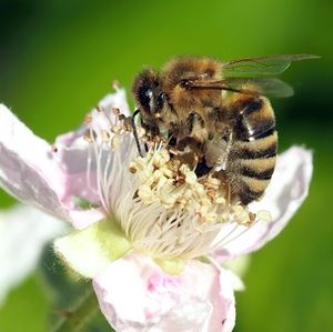 Biene: Forscher besorgt über aggressiven Virus (Foto: pixelio.de, luise)