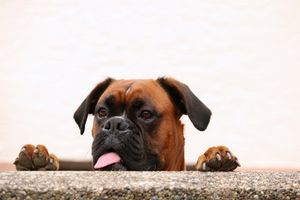Hund: Wirkt sich positiv auf die Arbeit aus (Foto: pixelio.de/angieconscious)