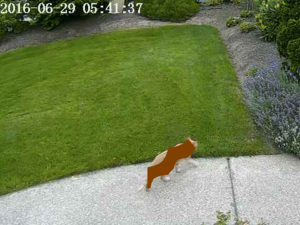 Erwischt: Die KI markiert, wo die Samptpfote ist (Foto: R. Bond, nvidia.com)