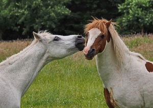 Pferde: Software übersetzt Körpersprache (Foto: Uschi Dreiucker/pixelio.de)