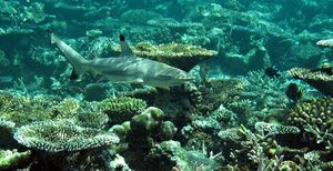 Hai: Stealth Wetsuit macht Taucher unauffällig (Foto: pixelio.de/Margit Völtz) Hai: Stealth Wetsuit macht Taucher unauffällig (Foto: pixelio.de/Margit Völtz)