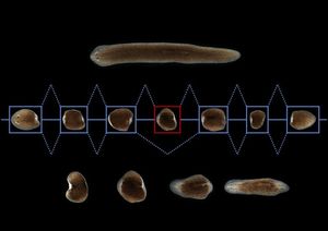 Plattwurm: Wird er zerteilt, entwickeln sich viele neue Tiere (Foto: J. Solana)