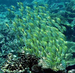 Schwarm: Forscher wissen, wann System 