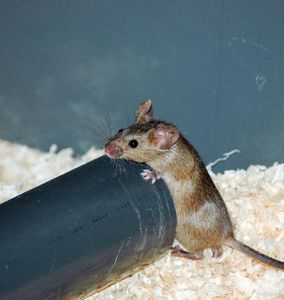 Maus am Rohr: Kranke Tiere halten sich von Gruppe fern (Foto: uzh.ch)