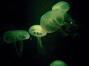 Quallen: fluoreszierendes Protein für Laser (Foto: Rudolpho Duba/pixelio.de) Quallen: fluoreszierendes Protein für Laser (Foto: Rudolpho Duba/pixelio.de)