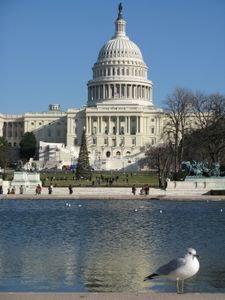 US-Kongress-Gebäude: Streit über Zika-Finanzen (Foto: pixelio.de/Daniel Kempken) US-Kongress-Gebäude: Streit über Zika-Finanzen (Foto: pixelio.de/Daniel Kempken)