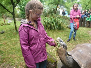 Enya auf Tuchfühlung mit Galapagos-Riesen-Schildkröte (© Stiftung Wunderlampe)