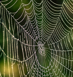 Spinnennetz: ideale Vorlage für Forscher (Foto: pixelio.de, Johannes Westermann)