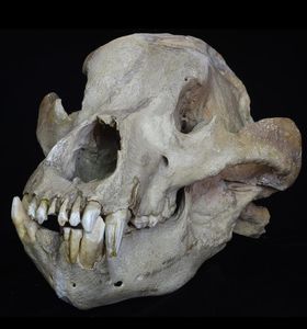 Schädel des Höhlenbären aus dem Pleistozän (Foto: Senckenberg, Sven Tränkner)