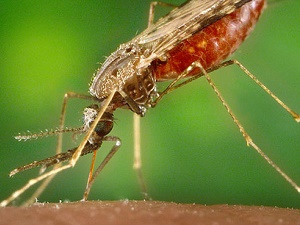 Moskito: Malaria-Infektion wird schnell erkennbar (Foto: CDC Global, flickr.com) Moskito: Malaria-Infektion wird schnell erkennbar (Foto: CDC Global, flickr.com)