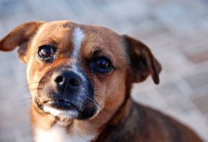 Hund: Training mit Elektroschocks in der Kritik (Foto: flickr.com/Ben Kubota)