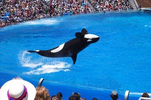Orca-Show: SeaWorld bangt um sein Image (Foto: flickr.com/woolennium) Orca-Show: SeaWorld bangt um sein Image (Foto: flickr.com/woolennium)