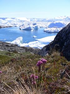 Grönland: Packeis enthält viele Informationen (Foto: pixelio.de, MkJune)