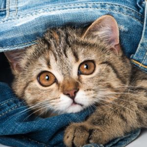 Beim Katzenkauf ist einiges zu bedenken (© DoraZett - Fotolia)