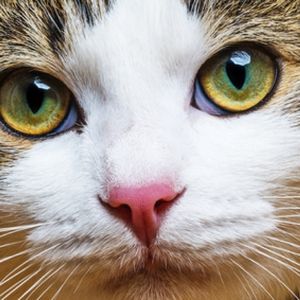 Die Katze ist ein beliebtes Haustier (© Vera Kuttelvaserova - Fotolia)