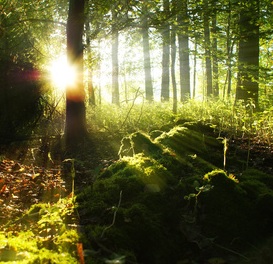 Wald: Aufforstung nur begrenzt sinnvoll (Foto: pixelio.de, Bernd Kasper)
