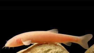 Eidinemacheilus proudlovei heißt die blinde, neue Fischart (Foto: Korsh Ararat) Eidinemacheilus proudlovei heißt die blinde, neue Fischart (Foto: Korsh Ararat)