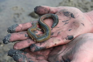 Köderwurm: Sieht bescheiden aus, ist aber viel wert (Foto: port.ac.uk)