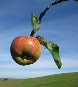 Apfel am Baum: beugt Krebsleiden effizient vor (Foto: pixelio.de, ammis.de)