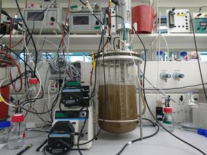 Rostfressende Mikroben im Bioreaktor am Werk (Foto: Boran Kartal)