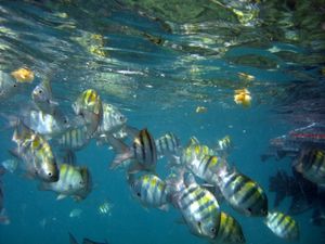 Zebrafische: Tiermodell für Krebsforschung nützlich (Foto: pixelio.de, P-v-K)