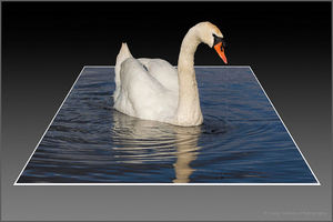 Schwan: 3D soll nun auch für Handys kommen (Foto: flickr.com/happymillerman) Schwan: 3D soll nun auch für Handys kommen (Foto: flickr.com/happymillerman)