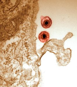 Herpesviren: Können sich an viele Wirte leicht anpassen (Foto: Walid Azab)