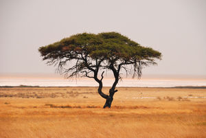 Baum: Facebook hat in Afrika Probleme (Foto: pixelio.de/H. J.Spengemann) Baum: Facebook hat in Afrika Probleme (Foto: pixelio.de/H. J.Spengemann)