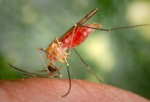 Anopheles-Mücke: Bei Stich wird Malaria übertragen (Foto: cdc/James Gathany)