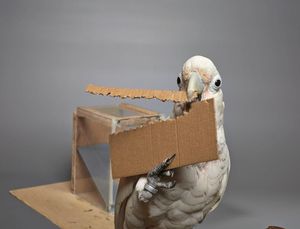 Goffin-Kakadu: Er stanzt sich aus Pappe ein eigenes Werkzeug (Foto: Bene Croy)