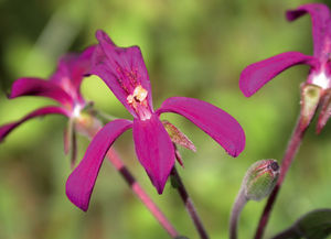 Kapland-Pelargonie (Foto: Austroplant-Arzneimittel GmbH)