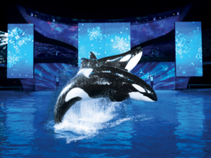 Imageproblem: SeaWorld muss sparen (Foto: seaworld.com)