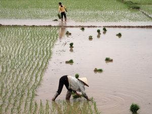 Vietnam: Von Reisbauern zu Start-up-Unternehmern (Foto:C. Raum, pixelio.de)