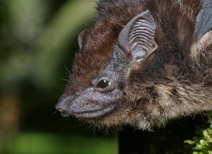 Sackflügelfledermaus: Duft für Paarung (Foto: Karin Schneeberger, Wikimedia)