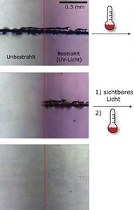 Licht-Bestrahlung heilt Beschädigungen (Foto: Stefan Hecht, hu-berlin.de)