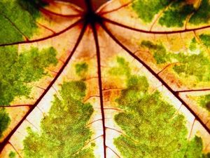 Blatt: Forscher ahmen Prozesse der Natur nach (Foto: pixelio.de, Verena N)